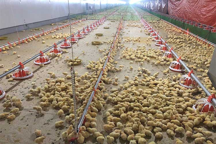 poultry farm