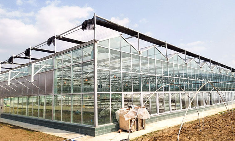 Glass multi-span smart greenhouse