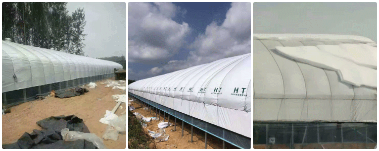 breeding shed supplier