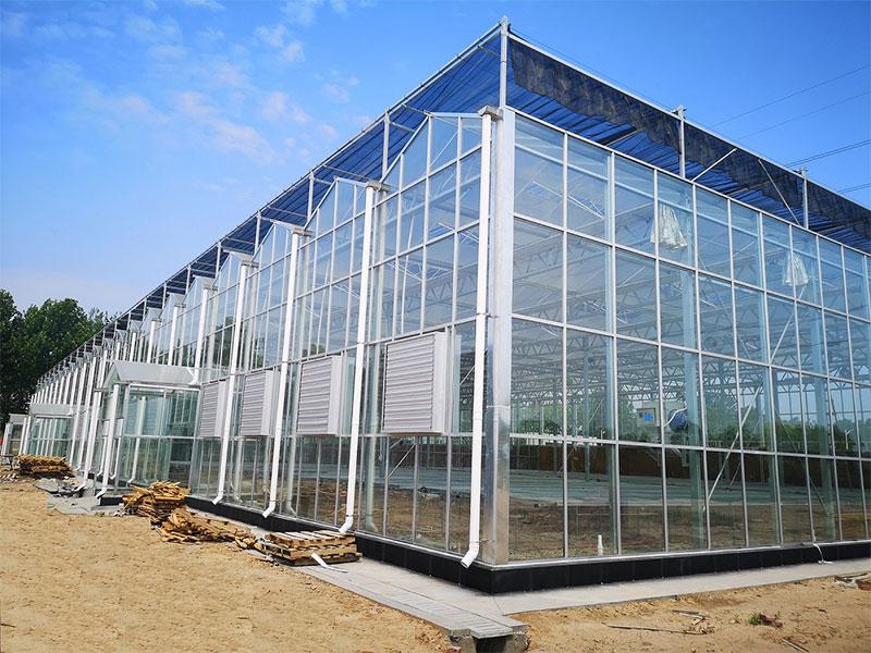 Vegetable cultivation glass greenhouse