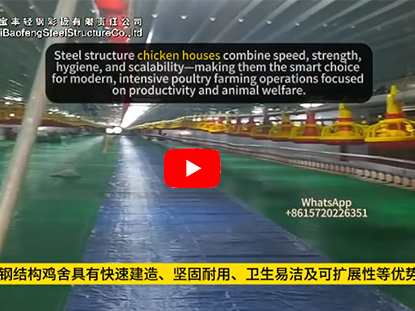 Steel structure chicken houses