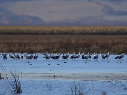 More than 200 oriental white storks gather in Heihe